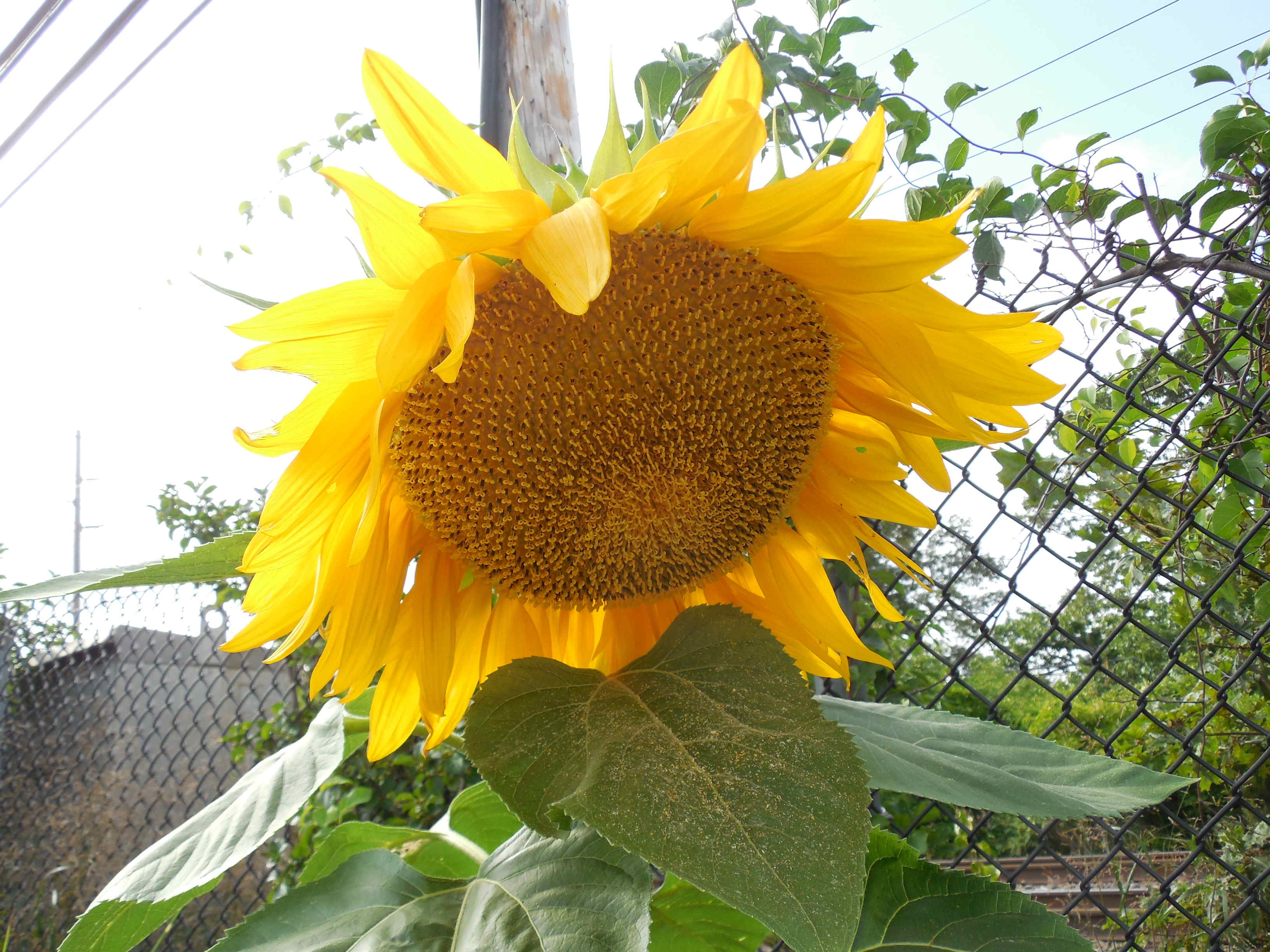 Sunflower on Union Sep-2014